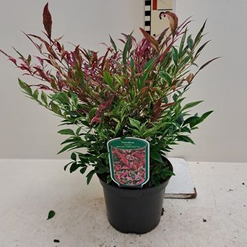 Nandina domestica 'Red Light'