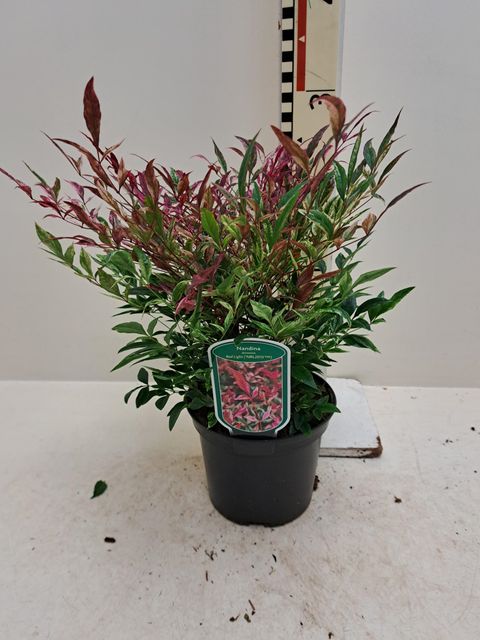 Nandina domestica 'Red Light'