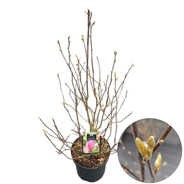 Magnolia 'George Henry Kern'