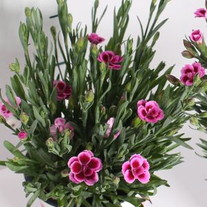 Dianthus PINK KISSES (Special Plant Zundert)