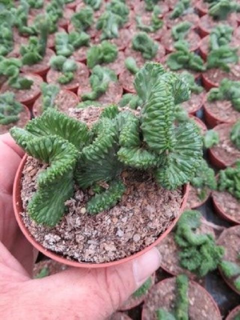 Euphorbia enopla cristata