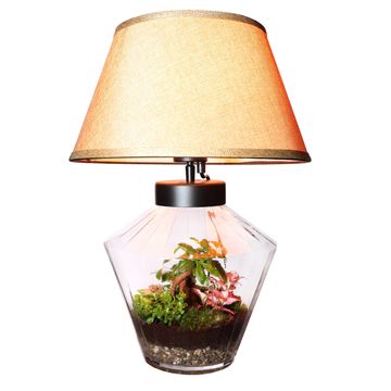 Composizione Terrarium