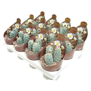 Tephrocactus strobiliformis