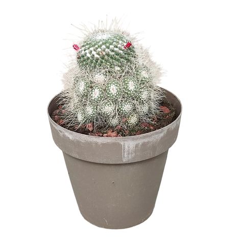 Mammillaria geminispina nobilis