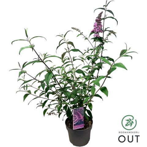 Buddleja davidii 'Pink Delight'