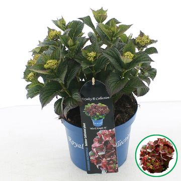 Hydrangea macrophylla ROYALTY COLLECTION BLACK KNIGHT