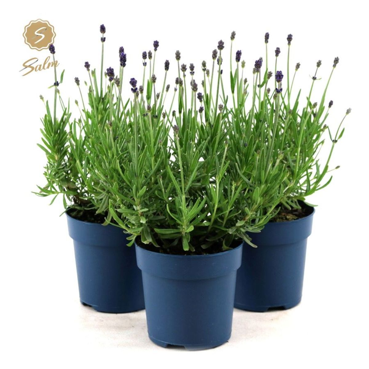 Lavandula Angustifolia Felice FlorAccess lavandula-angustifolia-felice-floraccess