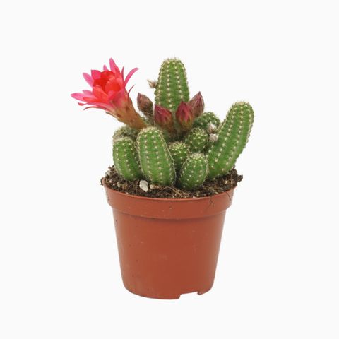 Chamaecereus 'Ubink Cerise'