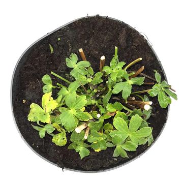 Astrantia major 'Roma'