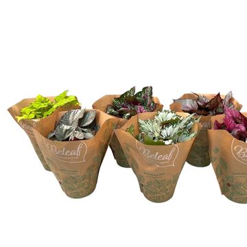 Begonia BELEAF MIX