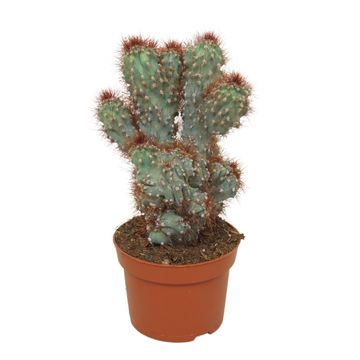 Cereus peruvianus monstrosus