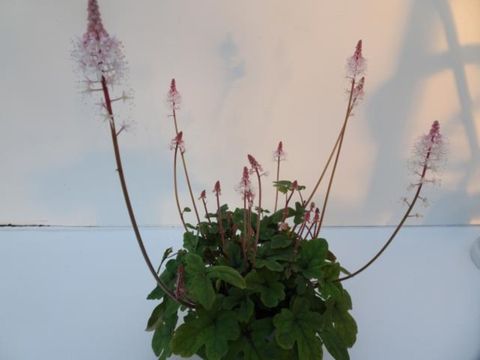 Tiarella cordifolia