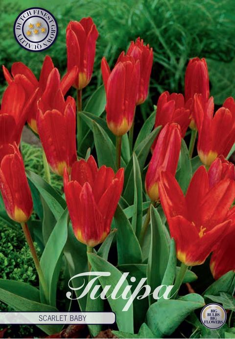 Tulipa 'Scarlet Baby'