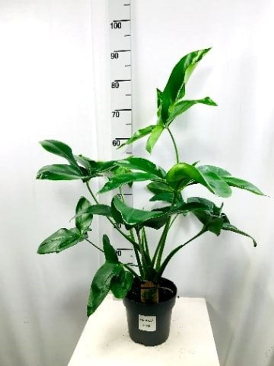 Philodendron Fun Bun — Pflanzengroßhandel Floraccess 