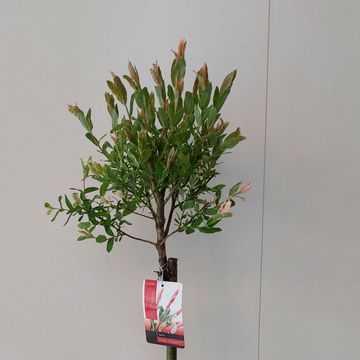 Salix integra 'Flamingo'