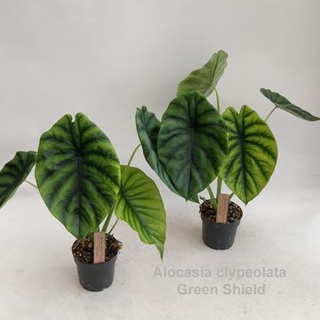 Alocasia clypeolata 'Green Shield'