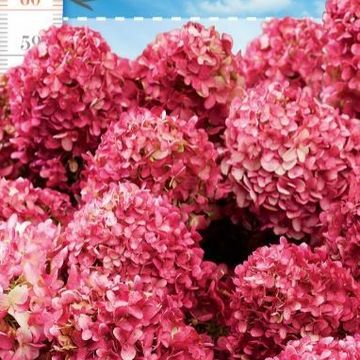 Hydrangea paniculata LIVING LITTLE ROSY
