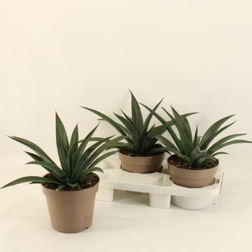 x Mangave 'Pineapple Express'