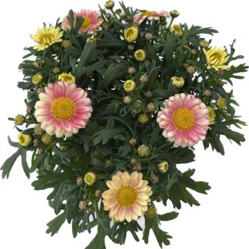 Argyranthemum frutescens DAISY CRAZY SOLE MIO