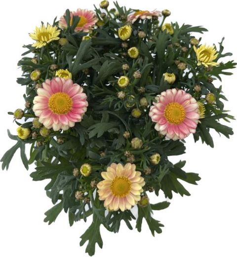 Argyranthemum frutescens DAISY CRAZY SOLE MIO