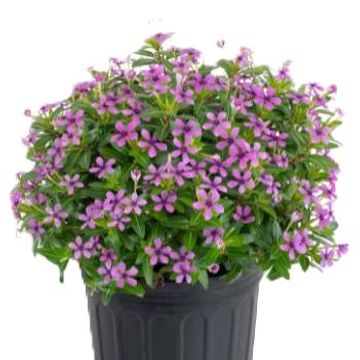 Catharanthus roseus SOIREE KAWAII DARK PINK WITH EYE