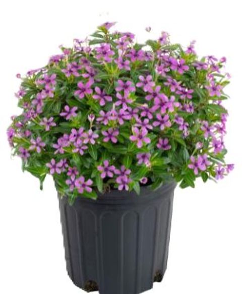 Catharanthus roseus SOIREE KAWAII DARK PINK WITH EYE