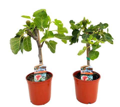 Ficus carica