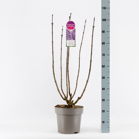 Syringa vulgaris 'Sensation'