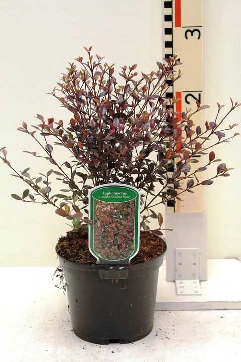 Lophomyrtus x ralphii 'Purpurea Nana'