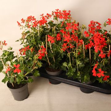 Pelargonium 'Ville de Paris Red'