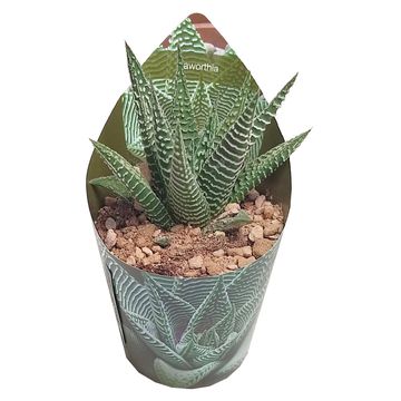 Haworthia limifolia SPIDER WHITE