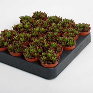 Sedum x rubrotinctum