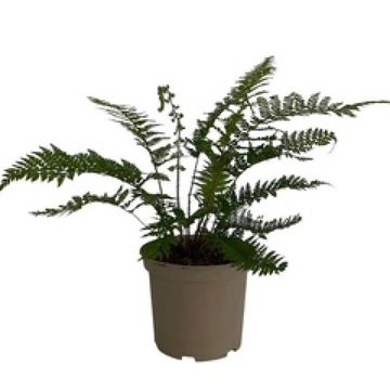 Polystichum makinoi