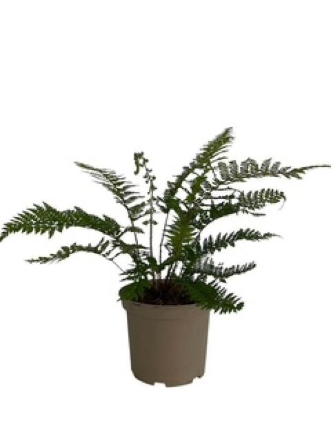 Polystichum makinoi
