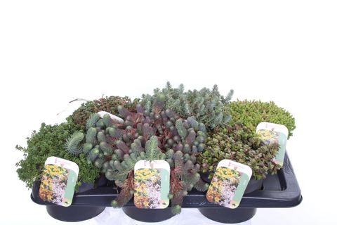 Sedum MIX