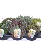 Sedum MIX