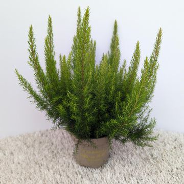Erica arborea 'Kermit'