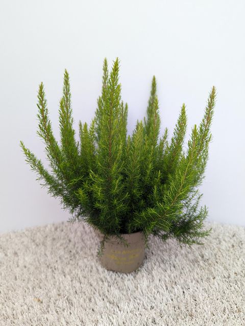 Erica arborea 'Kermit'