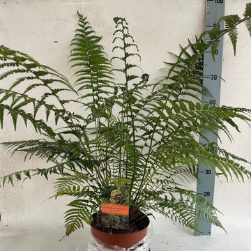 Dicksonia antarctica