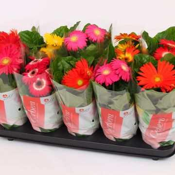 Gerbera COLOURGAME MIX