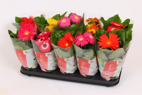 Gerbera COLOURGAME MIX