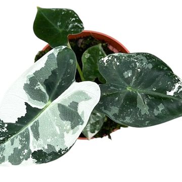 Alocasia micholitziana 'Frydek Variegata'