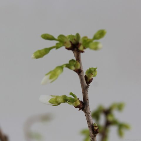 Prunus incisa 'Midori-zakura'