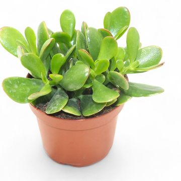 Crassula ovata
