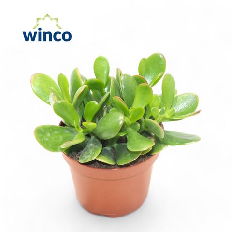 Crassula ovata