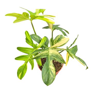 Philodendron pedatum 'Variegata'