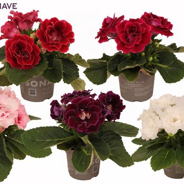 Sinningia SONATA MIX