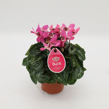 Cyclamen persicum SUPER SERIE DJIX SALMON WITH EYE