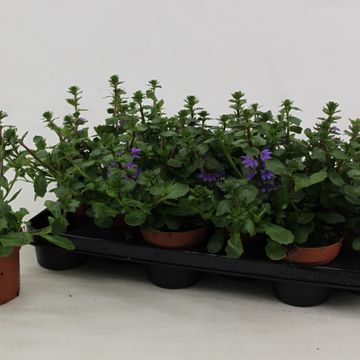 Scaevola aemula BLUE TOUCH