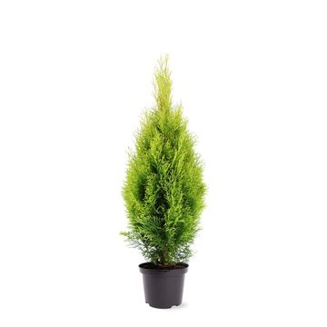 Thuja occidentalis GOLDEN SMARAGD